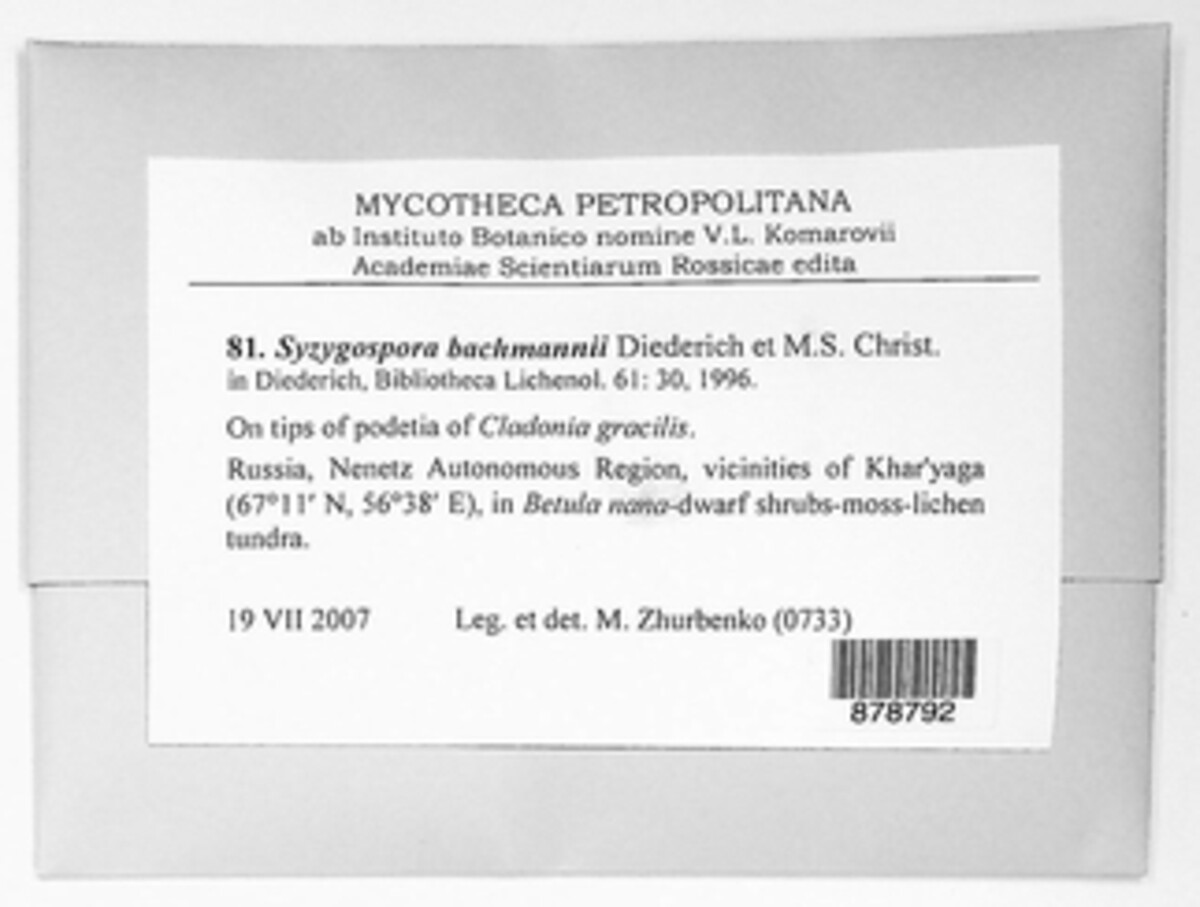 Syzygospora bachmannii image